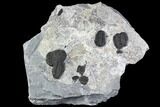 Large Elrathia Trilobite Cluster - Wheeler Shale, Utah #105595-1